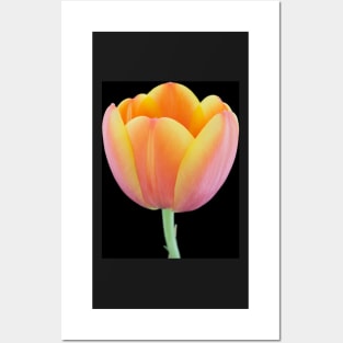 Close-up of a orange-yellowish tulip Posters and Art